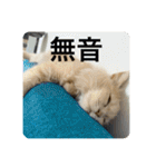 ウーバー用語 きなこバージョン（個別スタンプ：23）