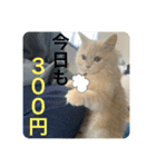 ウーバー用語 きなこバージョン（個別スタンプ：24）