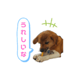 ほおのすたんぷ2（個別スタンプ：2）