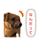 ほおのすたんぷ2（個別スタンプ：4）