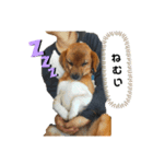 ほおのすたんぷ2（個別スタンプ：5）