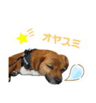 ほおのすたんぷ2（個別スタンプ：6）