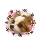ぴのちゃんスタンプ♡（個別スタンプ：8）
