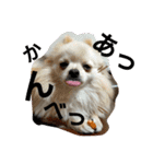ポメラニアンのココちゃん。（個別スタンプ：5）