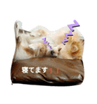 ポメラニアンのココちゃん。（個別スタンプ：9）