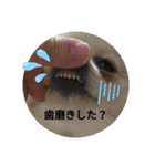 ポメラニアンのココちゃん。（個別スタンプ：16）