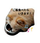 ポメラニアンのココちゃん。（個別スタンプ：20）