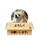 ポメラニアンのココちゃん。（個別スタンプ：23）