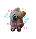ポメラニアンのココちゃん。（個別スタンプ：25）