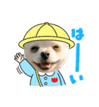 ポメラニアンのココちゃん。（個別スタンプ：31）