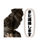 黒トイプードル代表2【敬語MIX】お得な40個（個別スタンプ：7）