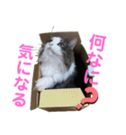 atlas ＆ marron 日和 2（個別スタンプ：7）