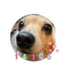 犬だらけワン♡ワン♡ワン♡（個別スタンプ：2）