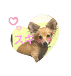 犬だらけワン♡ワン♡ワン♡（個別スタンプ：3）