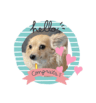 犬だらけワン♡ワン♡ワン♡（個別スタンプ：4）
