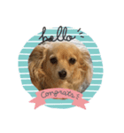 犬だらけワン♡ワン♡ワン♡（個別スタンプ：5）