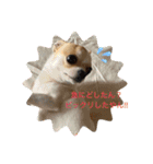 犬だらけワン♡ワン♡ワン♡（個別スタンプ：6）