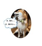 犬だらけワン♡ワン♡ワン♡（個別スタンプ：10）