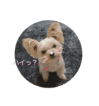 犬だらけワン♡ワン♡ワン♡（個別スタンプ：11）