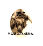 犬だらけワン♡ワン♡ワン♡（個別スタンプ：13）