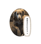犬だらけワン♡ワン♡ワン♡（個別スタンプ：14）