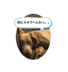 犬だらけワン♡ワン♡ワン♡（個別スタンプ：15）