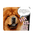犬だらけワン♡ワン♡ワン♡（個別スタンプ：16）