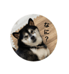 黒柴の桃香スタンプその1（個別スタンプ：3）