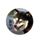 黒柴の桃香スタンプその1（個別スタンプ：14）