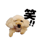 トイプーべる①（個別スタンプ：1）
