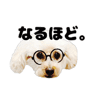 トイプーべる①（個別スタンプ：3）