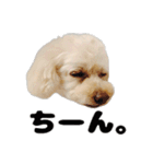 トイプーべる①（個別スタンプ：8）
