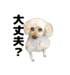 トイプーべる①（個別スタンプ：14）