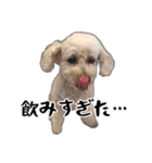 トイプーべる①（個別スタンプ：16）