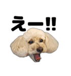 トイプーべる①（個別スタンプ：17）