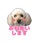 トイプーべる①（個別スタンプ：18）