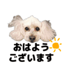 トイプーべる①（個別スタンプ：20）