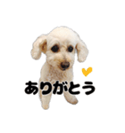 トイプーべる①（個別スタンプ：21）