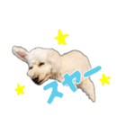 トイプーべる①（個別スタンプ：23）