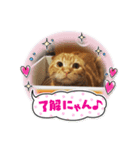茶トラスコティッシュのマロンくん（個別スタンプ：5）