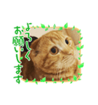 茶トラスコティッシュのマロンくん（個別スタンプ：6）