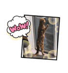 茶トラスコティッシュのマロンくん（個別スタンプ：8）
