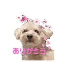 シュナプーのセナ（個別スタンプ：1）
