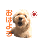 シュナプーのセナ（個別スタンプ：6）