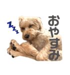 シュナプーのセナ（個別スタンプ：8）