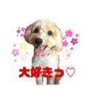 シュナプーのセナ（個別スタンプ：16）