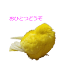 セキセイインコのパリィ（個別スタンプ：1）