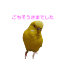 セキセイインコのパリィ（個別スタンプ：2）