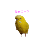 セキセイインコのパリィ（個別スタンプ：4）