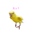セキセイインコのパリィ（個別スタンプ：5）